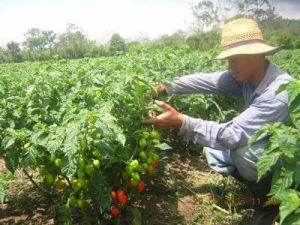 normal_campesino_cortando_chile