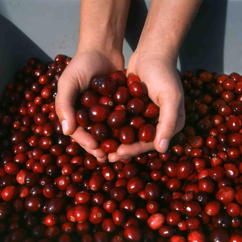 Productores de arándano se juntan con&nbsp;funcionarios