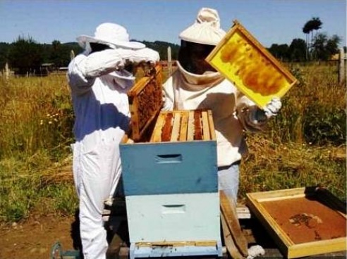 Exportarán miel a Polonia, Indonesia y&nbsp;Francia