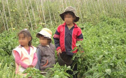 trabajo infantil concordia