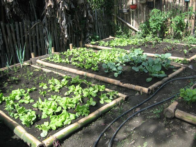 Comienzan talleres de huerta y&nbsp;jardinería