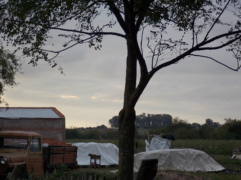 fumigaciones nogoyá