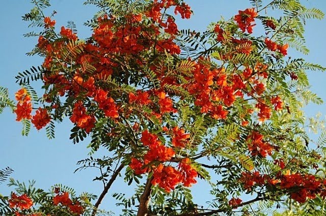 Artistas en el Concejo invita a «La calle de los&nbsp;árboles»