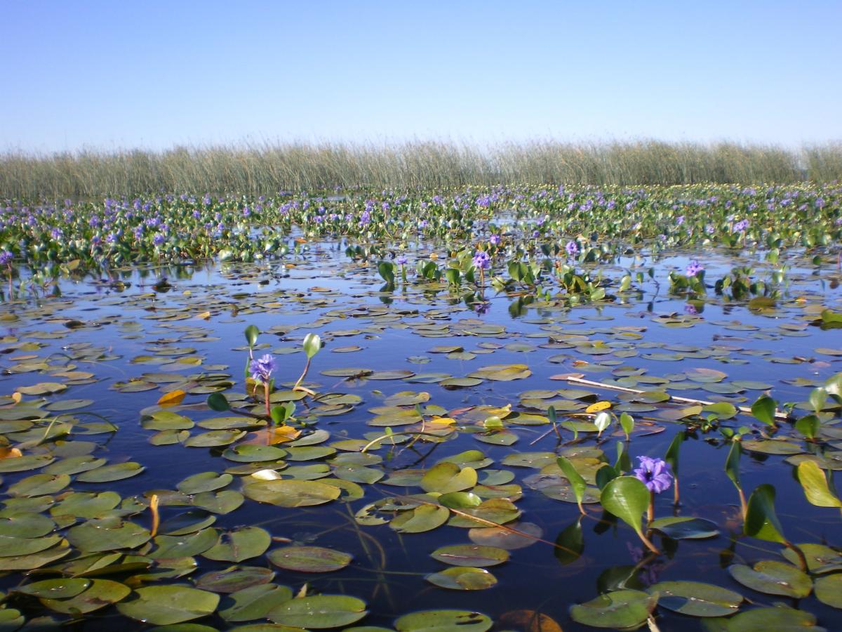 Beneficios de los&nbsp;Humedales