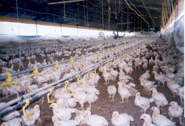 Vecinos de Yeso temen fuerte impacto ambiental por cría de&nbsp;pollos