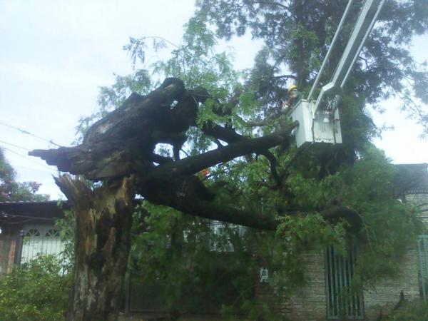arbol tormenta zoonosis