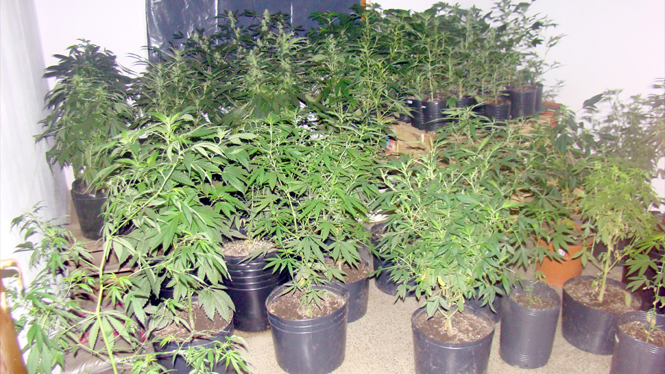 Quedó en libertad, tenía 70 plantas de&nbsp;marihuana
