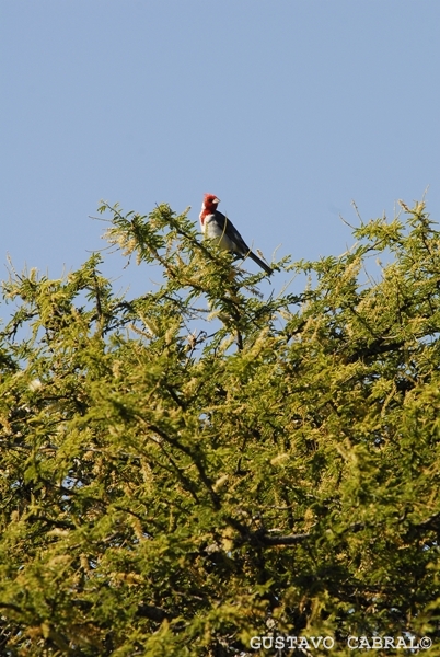 Invitan a la muestra «Un fresco abrazo de agua», de Gustavo&nbsp;Cabral