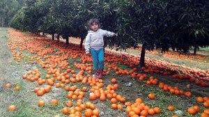 Tuve que pagar para tirar 200.000 kilos de mandarinas