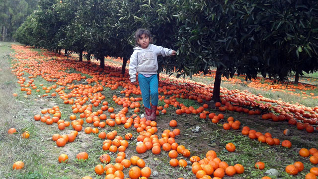«Tuve que pagar para tirar 200.000 kilos de&nbsp;mandarinas»