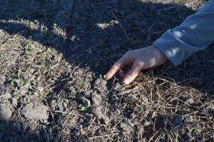 arroz agroecológicco santa fe