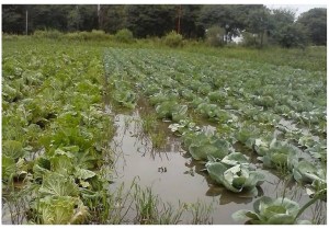 horticultura inundación