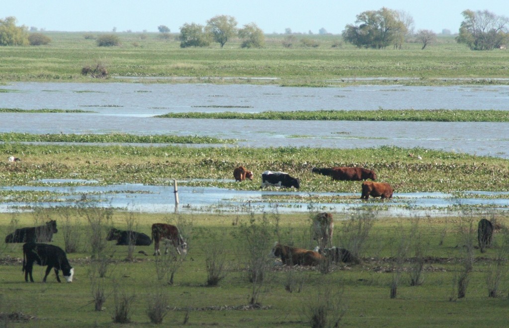 Delta Parana humedal