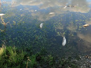  Arroyo Las Alpargatas (Fuente: ElOnce TV)