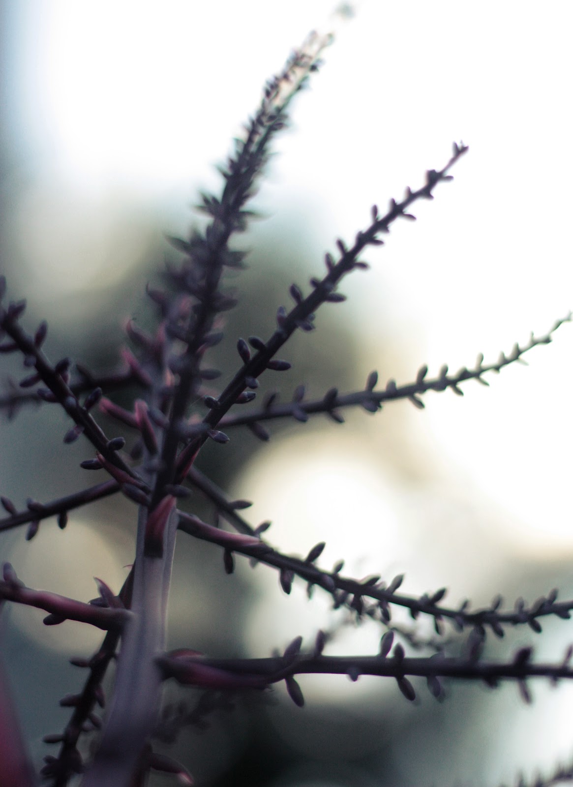 andre baquela foto poesia