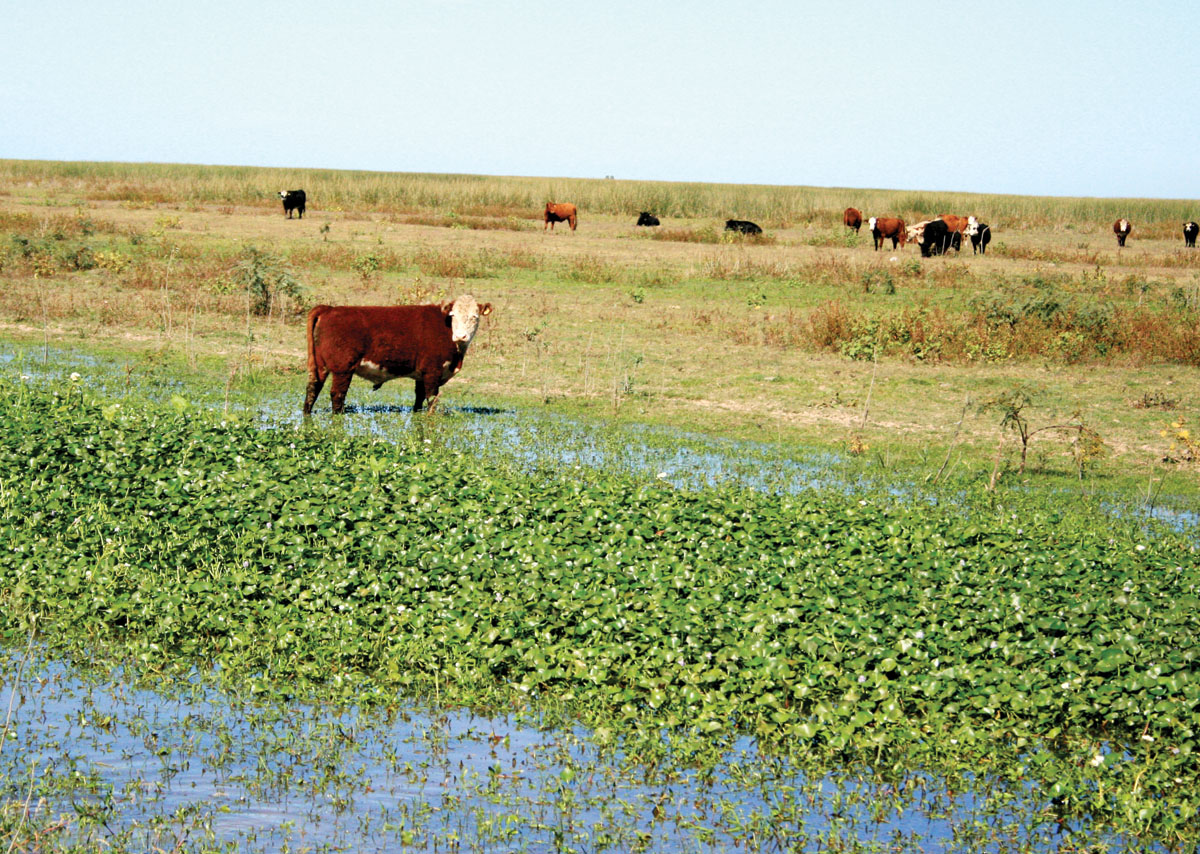 campo inundacion