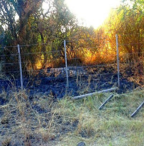 monte nativo quemado