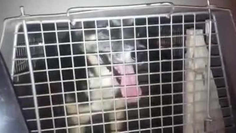 perros caninos proteccion