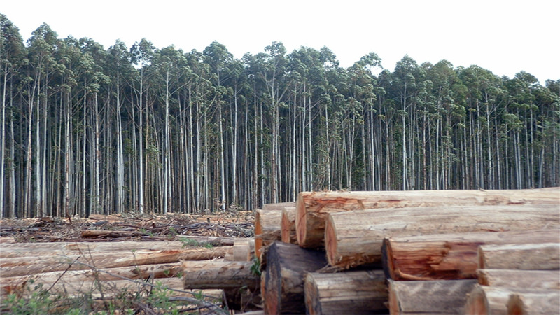 eucaliptus-plantacion-forestal