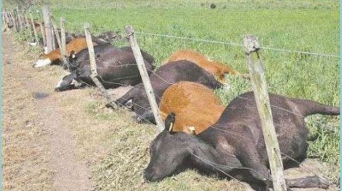 mueren-200-vacas-al-beber-agua-contaminada-con-un-herbicida