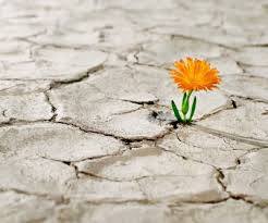 15267648_217035088724078_8013905563597804435_n