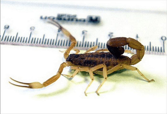 Alarma: aumenta el caso de picaduras de&nbsp;alacranes