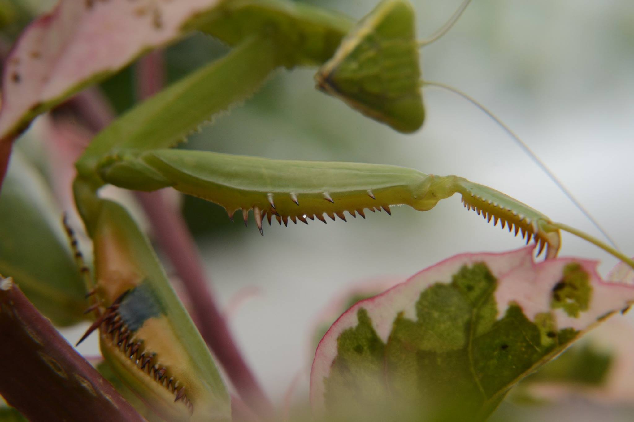 16722500_1315763388462843_6811175702837757911_o