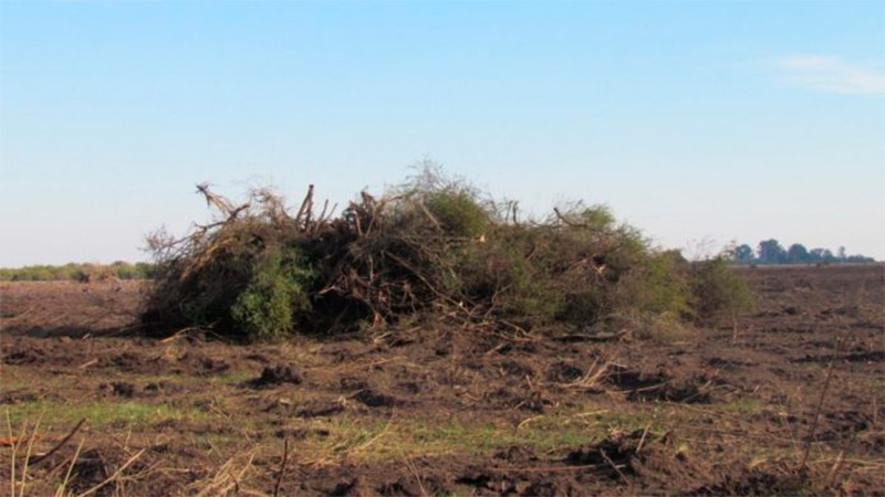 Desmontes ilegales: Fiscal ordenó&nbsp;reforestación