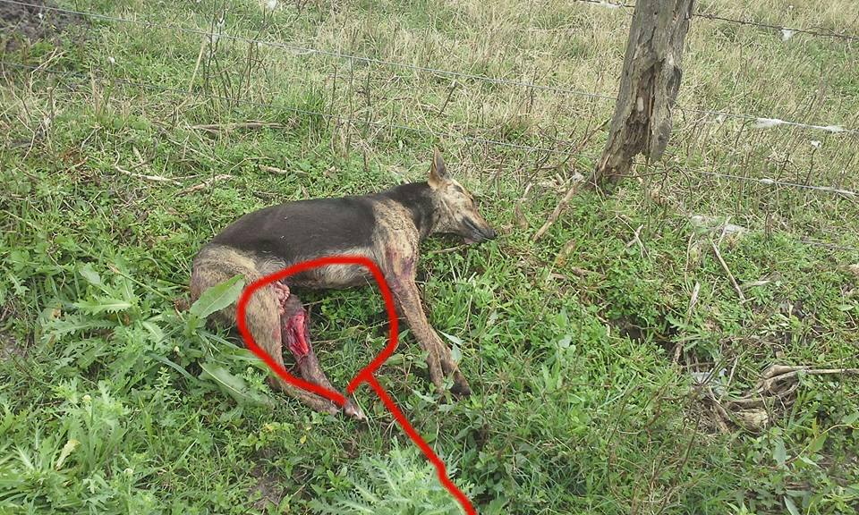 21151729_1914460085486006_3741041438951510068_n