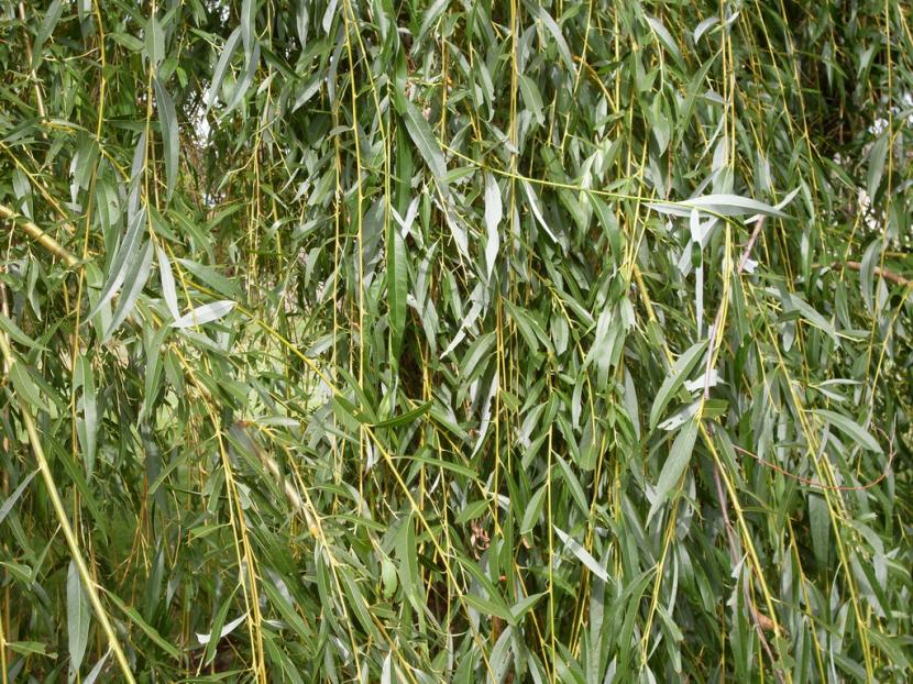 hojas_de_sauce_lloron