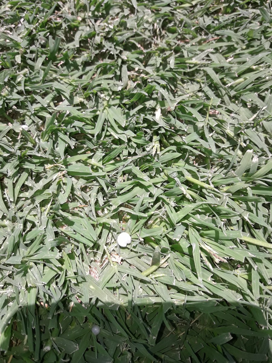 patronato paño campo parana