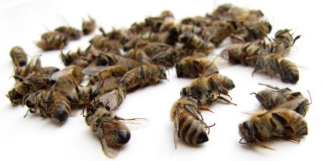 ¿Por qué mueren las&nbsp;abejas?