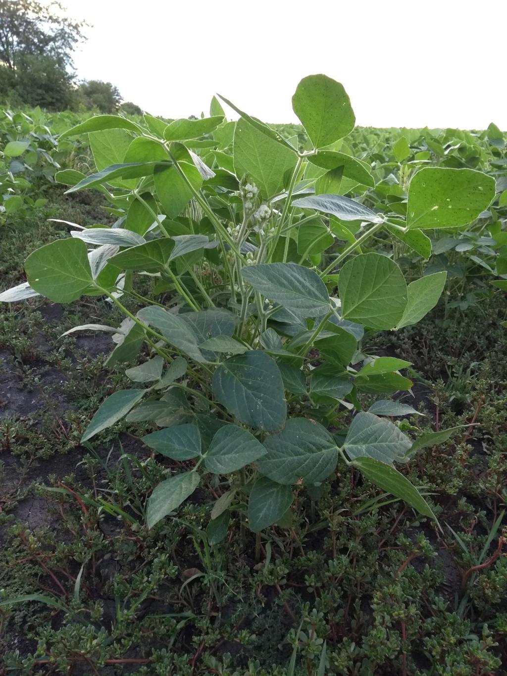 Cultivan soja orgánica en&nbsp;Tabossi