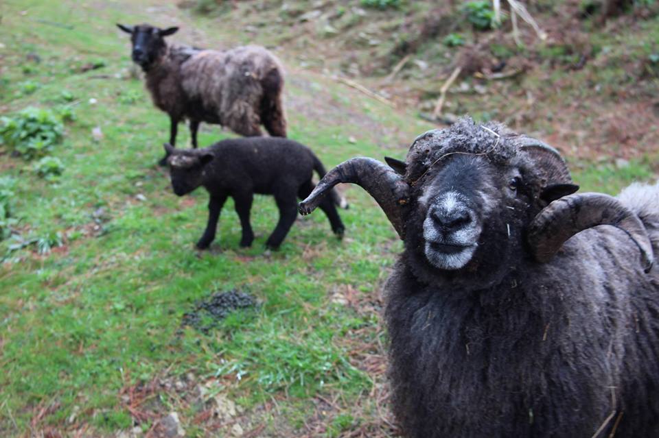 El Senado dio media sanción a nueva Obra Social&nbsp;OSER