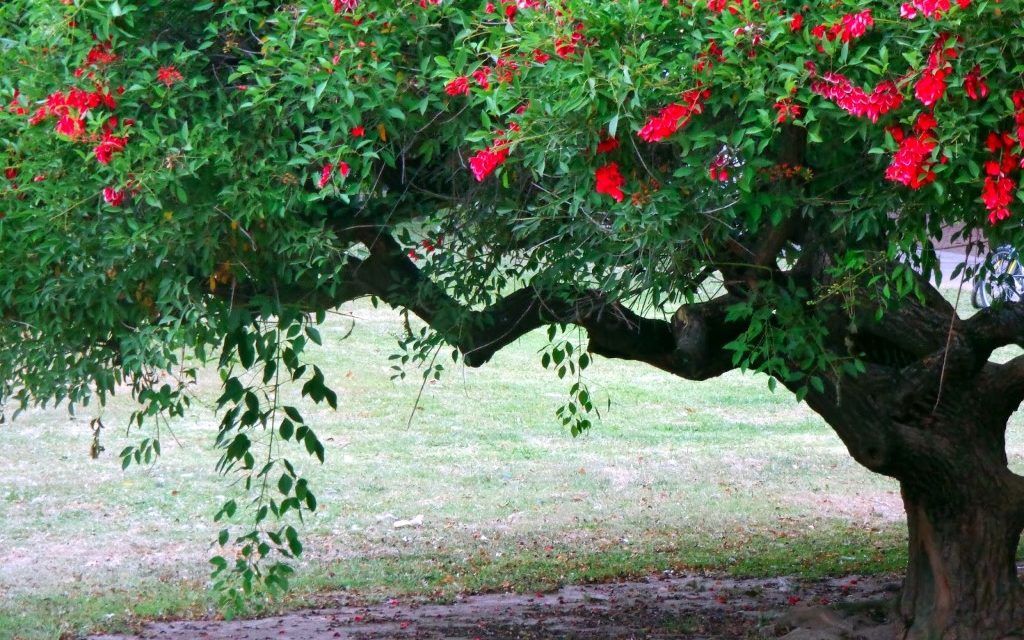 Día del Árbol&nbsp;Entrerriano