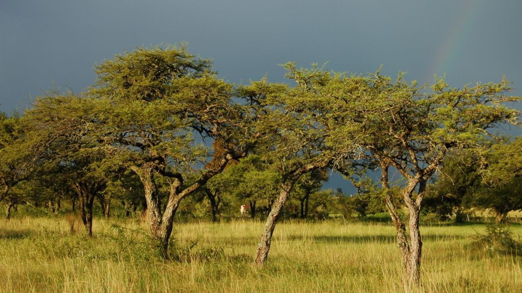 monte nativo federal entre rios
