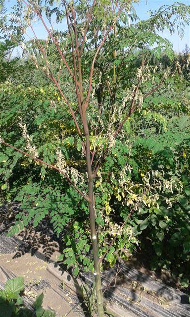 41858706_479118029261899_1806419766743662592_n