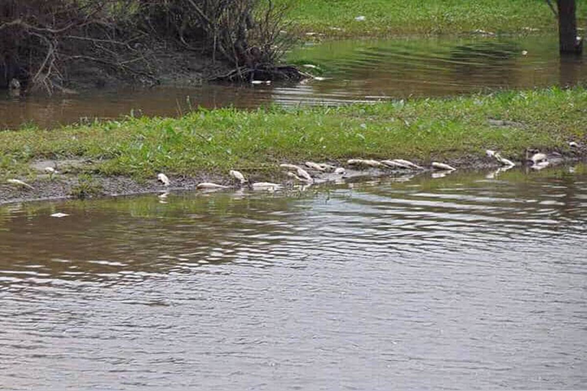 peces muertos san josé