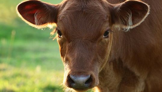 Ya se palpita la Fiesta del&nbsp;Ternero