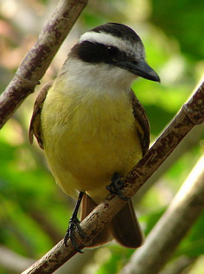 «No quiero ser pájaro de mal&nbsp;agüero»