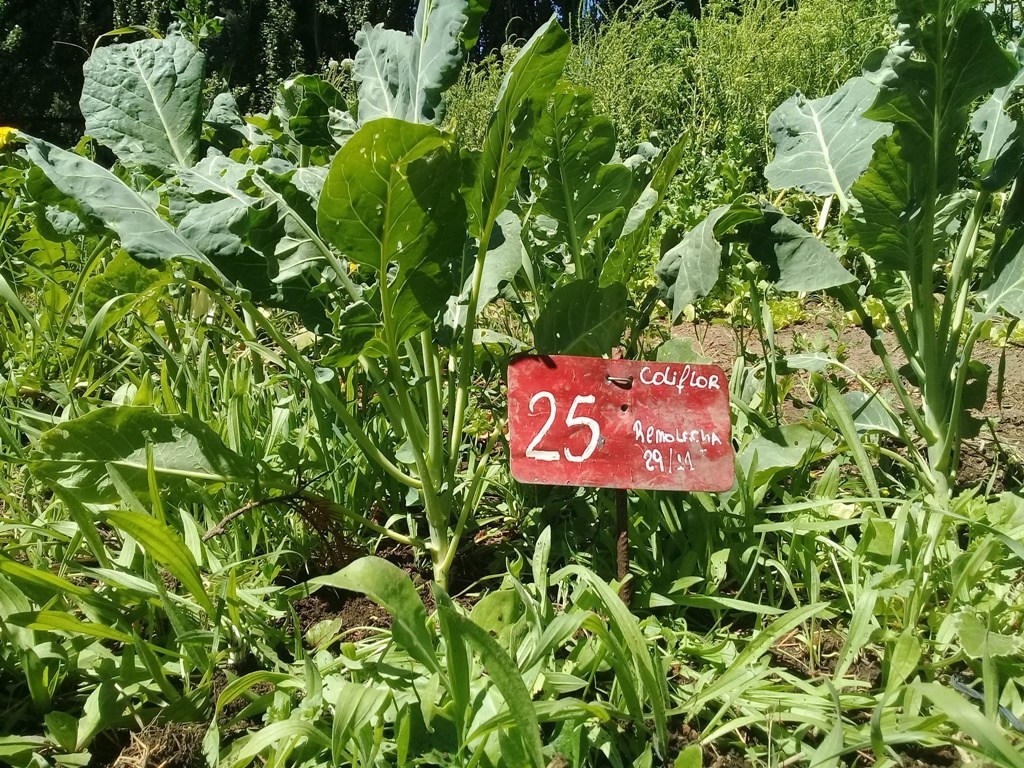 coliflor agricultura familiar