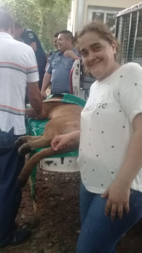 Apareció el Puma buscado desde&nbsp;ayer