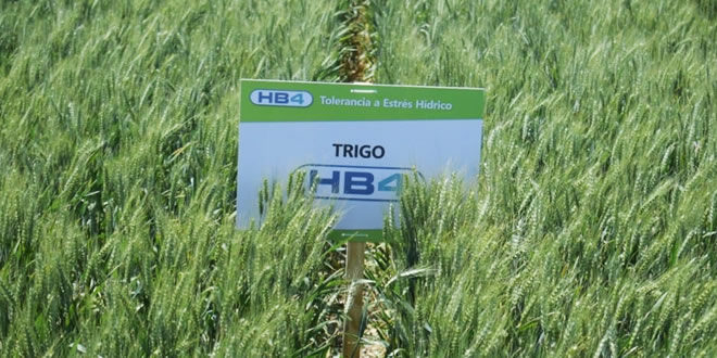 Ya experimentan con Pan&nbsp;transgénico