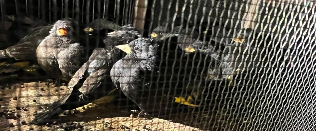 Cazaban y vendían cardenales y&nbsp;jilgueros