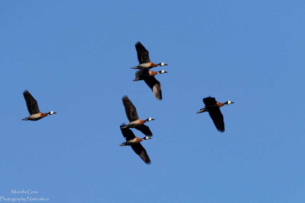 Debate provincial por «cotos de&nbsp;caza»